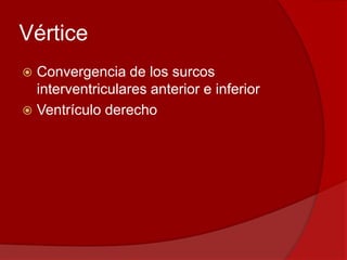 Vértice
 Convergencia de los surcos
interventriculares anterior e inferior
 Ventrículo derecho
 