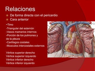 Relaciones
 De forma directa con el pericardio
 Cara anterior
-Timo
-Triangular del esternón
-Vasos mamarios internos
-Porción de los pulmones y
de la pleura
-Cartílagos costales
-Musculos intercostales externos
Vértice superior derecho
Vértice superior izquierdo
Vértice inferior derecho
Vértice inferior izquierdo
 