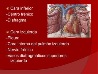  Cara inferior
-Centro frénico
-Diafragma
 Cara izquierda
-Pleura
-Cara interna del pulmón izquierdo
-Nervio frénico
-Vasos diafragmáticos superiores
izquierdo
 