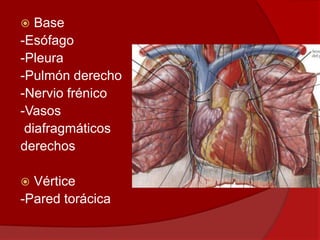  Base
-Esófago
-Pleura
-Pulmón derecho
-Nervio frénico
-Vasos
diafragmáticos
derechos
 Vértice
-Pared torácica
 