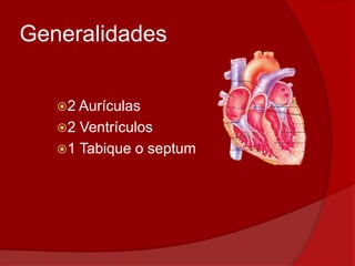 Generalidades
2 Aurículas
2 Ventrículos
1 Tabique o septum
 