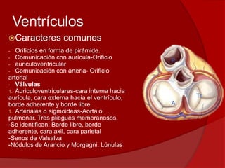 Ventrículos
Caracteres comunes
- Orificios en forma de pirámide.
- Comunicación con aurícula-Orificio
- auriculoventricular
- Comunicación con arteria- Orificio
arterial
- Válvulas
1. Auriculoventriculares-cara interna hacia
aurícula, cara externa hacia el ventrículo,
borde adherente y borde libre.
1. Arteriales o sigmoideas-Aorta o
pulmonar. Tres pliegues membranosos.
-Se identifican: Borde libre, borde
adherente, cara axil, cara parietal
-Senos de Valsalva
-Nódulos de Arancio y Morgagni. Lúnulas
Tri
A
P
 