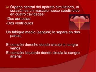 Órgano central del aparato circulatorio, el
corazón es un musculo hueco subdividido
en cuatro cavidades:
-Dos aurículas
-Dos ventrículos
Un tabique medio (septum) lo separa en dos
partes:
El corazón derecho donde circula la sangre
venos
El corazón izquierdo donde circula la sangre
arterial
 