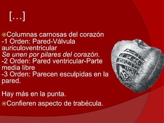 […]
Columnas carnosas del corazón
-1 Orden: Pared-Válvula
auriculoventricular
Se unen por pilares del corazón.
-2 Orden: Pared ventricular-Parte
media libre
-3 Orden: Parecen esculpidas en la
pared.
Hay más en la punta.
Confieren aspecto de trabécula.
 