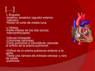 […]
 Ángulos
-Anterior, posterior (agudo) externo
(obtuso).
-Hacen el corte de media luna.
 Vértice
-Parte inferior de los dos surcos
interventriculares.
-Válvula tricúspide
-Columnas carnosas
-Cono pulmonar o infundíbulo: precede
al orificio de la arteria pulmonar.
-Orificio de la arteria pulmonar-anterior a la
aorta.
-Tiene una cámara de entrada-venosa- y otra
de salida
-pulmonar.
 