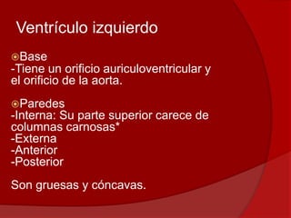Ventrículo izquierdo
Base
-Tiene un orificio auriculoventricular y
el orificio de la aorta.
Paredes
-Interna: Su parte superior carece de
columnas carnosas*
-Externa
-Anterior
-Posterior
Son gruesas y cóncavas.
 