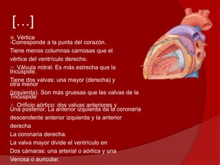 […]
 Vértice
-Corresponde a la punta del corazón.
Tiene menos columnas carnosas que el
vértice del ventrículo derecho.
 Válvula mitral: Es más estrecha que la
tricúspide.
Tiene dos valvas: una mayor (derecha) y
otra menor
(izquierda). Son más gruesas que las valvas de la
Tricúspide
 Orificio aórtico: dos valvas anteriores y
Una posterior. La anterior izquierda da la coronaria
descendente anterior izquierda y la anterior
derecha
La coronaria derecha.
La valva mayor divide el ventrículo en
Dos cámaras: una arterial o aórtica y una
Venosa o auricular.
 
