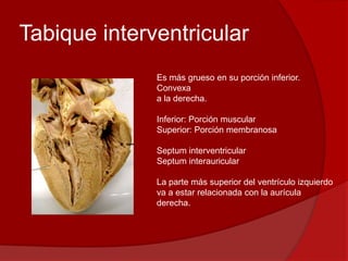 Tabique interventricular
Es más grueso en su porción inferior.
Convexa
a la derecha.
Inferior: Porción muscular
Superior: Porción membranosa
Septum interventricular
Septum interauricular
La parte más superior del ventrículo izquierdo
va a estar relacionada con la aurícula
derecha.
 
