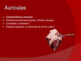 Aurículas
 Características comunes
 Orificios Auriculoventriculares, orificios venosos.
 Cavidades “cuboideas”.
 Paredes delgadas, in columnas de primer orden.
 