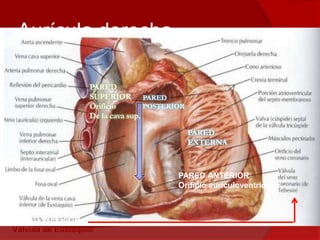 Aurícula derecha
* Tiene una porción lisa a nivel de la
desembocadura de las venas y otra
que ocupa el resto de la aurícula
con múltiples relieves. Las separa la
crista terminalis. PARED
EXTERNA
PARED
POSTERIOR
PARED INFERIOR
Válvula de Eustaquio
PARED
SUPERIOR
Orificio
De la cava sup.
PARED ANTERIOR
Orificio auriculoventricular
 