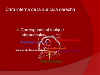 Cara interna de la aurícula derecha
 Corresponde al tabique
interauricular.
Fosa Oval ------------->
<---------Anillo de Vieussens
<--------Triángulo de KochVálvula de Tebesio--------->
<------Tendón de
Todaro
Anillo Tricuspídeo
 