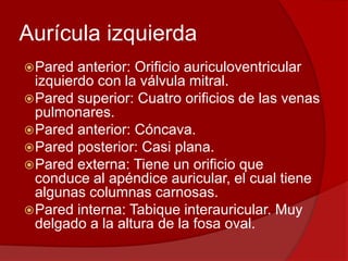 Aurícula izquierda
Pared anterior: Orificio auriculoventricular
izquierdo con la válvula mitral.
Pared superior: Cuatro orificios de las venas
pulmonares.
Pared anterior: Cóncava.
Pared posterior: Casi plana.
Pared externa: Tiene un orificio que
conduce al apéndice auricular, el cual tiene
algunas columnas carnosas.
Pared interna: Tabique interauricular. Muy
delgado a la altura de la fosa oval.
 