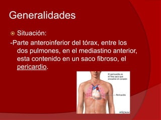 Generalidades
 Situación:
-Parte anteroinferior del tórax, entre los
dos pulmones, en el mediastino anterior,
esta contenido en un saco fibroso, el
pericardio.
 