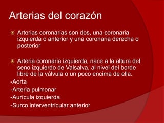 Arterias del corazón
 Arterias coronarias son dos, una coronaria
izquierda o anterior y una coronaria derecha o
posterior
 Arteria coronaria izquierda, nace a la altura del
seno izquierdo de Valsalva, al nivel del borde
libre de la válvula o un poco encima de ella.
-Aorta
-Arteria pulmonar
-Aurícula izquierda
-Surco interventricular anterior
 