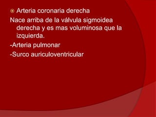  Arteria coronaria derecha
Nace arriba de la válvula sigmoidea
derecha y es mas voluminosa que la
izquierda.
-Arteria pulmonar
-Surco auriculoventricular
 