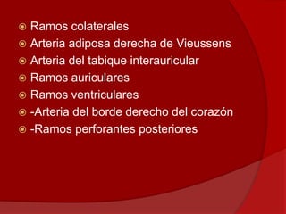 Ramos colaterales
 Arteria adiposa derecha de Vieussens
 Arteria del tabique interauricular
 Ramos auriculares
 Ramos ventriculares
 -Arteria del borde derecho del corazón
 -Ramos perforantes posteriores
 