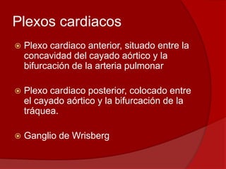 Plexos cardiacos
 Plexo cardiaco anterior, situado entre la
concavidad del cayado aórtico y la
bifurcación de la arteria pulmonar
 Plexo cardiaco posterior, colocado entre
el cayado aórtico y la bifurcación de la
tráquea.
 Ganglio de Wrisberg
 