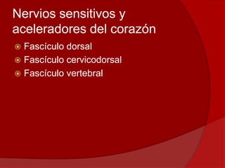 Nervios sensitivos y
aceleradores del corazón
 Fascículo dorsal
 Fascículo cervicodorsal
 Fascículo vertebral
 