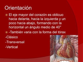 Orientación
 El eje mayor del corazón es oblicuo
hacia delante, hacia la izquierda y un
poco hacia abajo, formando con la
horizontal un ángulo medio de 40°
 -También varia con la forma del tórax
-Clásico
-Transversal
-Vertical
 