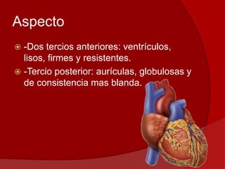 Aspecto
 -Dos tercios anteriores: ventrículos,
lisos, firmes y resistentes.
 -Tercio posterior: aurículas, globulosas y
de consistencia mas blanda.
 