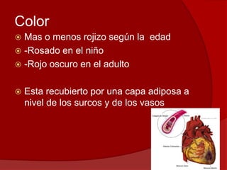 Color
 Mas o menos rojizo según la edad
 -Rosado en el niño
 -Rojo oscuro en el adulto
 Esta recubierto por una capa adiposa a
nivel de los surcos y de los vasos
 