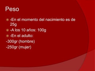 Peso
 -En el momento del nacimiento es de
25g
 -A los 10 años: 100g
 -En el adulto:
-300gr (hombre)
-250gr (mujer)
 