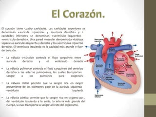 El corazón tiene cuatro cavidades. Las cavidades superiores se
denominan «aurícula izquierda» y «aurícula derecha» y las
cavidades inferiores se denominan «ventrículo izquierdo» y
«ventrículo derecho». Una pared muscular denominada «tabique»
separa las aurículas izquierda y derecha y los ventrículos izquierdo y
derecho. El ventrículo izquierdo es la cavidad más grande y fuerte
del corazón.
•

La válvula tricúspide controla el flujo sanguíneo entre la
aurícula
derecha
y
el
ventrículo
derecho.

•

La válvula pulmonar controla el flujo sanguíneo del ventrículo
derecho a las arterias pulmonares, las cuales transportan la
sangre
a
los
pulmones
para
oxigenarla.

•

La válvula mitral permite que la sangre rica en oxígeno
proveniente de los pulmones pase de la aurícula izquierda al
ventrículo
izquierdo.

•

La válvula aórtica permite que la sangre rica en oxígeno pase
del ventrículo izquierdo a la aorta, la arteria más grande del
cuerpo, la cual transporta la sangre al resto del organismo.

 