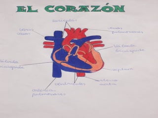 Corazón