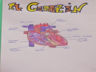 Corazón