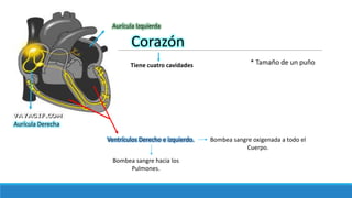 Corazón
Tiene cuatro cavidades
Aurícula Izquierda
Aurícula Derecha
Ventrículos Derecho e izquierdo.
Bombea sangre hacia los
Pulmones.
Bombea sangre oxigenada a todo el
Cuerpo.
* Tamaño de un puño
 