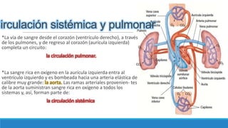Circulación sistémica y pulmonar
*La vía de sangre desde el corazón (ventrículo derecho), a través
de los pulmones, y de regreso al corazón (aurícula izquierda)
completa un circuito:
la circulación pulmonar.
*La sangre rica en oxígeno en la aurícula izquierda entra al
ventrículo izquierdo y es bombeada hacia una arteria elástica de
calibre muy grande: la aorta. Las ramas arteriales provenien- tes
de la aorta suministran sangre rica en oxígeno a todos los
sistemas y, así, forman parte de:
la circulación sistémica
 