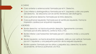 4 CARAS
 Cara anterior o esternocostal: formada por el V. Derecho.
 Cara inferior o diafragmática: formada por el V. Izquierdo y sólo una parte
del derecho. Se relaciona con el centro tendinoso del diafragma.
 Cara pulmonar derecha: formada por el Atrio derecho.
 Cara pulmonar izquierda: Formada por el ventrículo izquierdo. Forma la
impresión cardiaca en el pulmón izquierdo.
4 BORDES
 Borde derecho: ve hacia el pulmón derecho, ligeramente convexo,
formado por el atrio derecho, entre la VCS y VCI.
 Borde inferior: casi horizontal, formado por el V. derecho (más) y una parte
del Izq.
 Borde izquierdo: ve hacia el pulmón izquierdo, oblicuo casi vertical, formado
por el V. Izquierdo y una pequeña porción de la orejuela izquierda.
 Borde superior: formado por los atrios u orejuelas izq y derecha, la aorta
ascendente, el tronco pulmonar y la VCS.
 