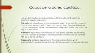 Capas de la pared cardiaca.
La pared de cada cavidad cardiaca, está formada por 3 capas, de
superficie a profundidad, son:
Epicardio: el más externo, es una lamina delgada y transparente, conocido
como lamina visceral del P.S. Formada por mesotelio. El epicardio le da al
corazón una textura suave, contiene vasos sanguíneos, linfáticos y vasos que
irrigan al miocardio.
Miocardio: tejido muscular cardiaco, es una gruesa capa muscular media.
Confiere volumen al corazón y es el responsable de la acción de bombeo.
95% de la pared cardiaca.
Endocardio: delgada capa interna (fina capa de endotelio y T.C
subendotelial), recubre las sup. Internas de las cámaras y recubre las válvulas.
 