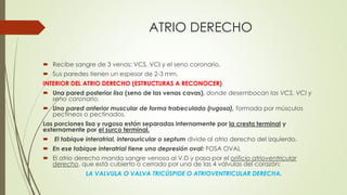 ATRIO DERECHO
 Recibe sangre de 3 venas: VCS, VCI y el seno coronario.
 Sus paredes tienen un espesor de 2-3 mm.
INTERIOR DEL ATRIO DERECHO (ESTRUCTURAS A RECONOCER)
 Una pared posterior lisa (seno de las venas cavas), donde desembocan las VCS, VCI y
seno coronario.
 Una pared anterior muscular de forma trabeculada (rugosa), formada por músculos
pectíneos o pectinados.
Las porciones lisa y rugosa están separadas internamente por la cresta terminal y
externamente por el surco terminal.
 El tabique interatrial, interauricular o septum divide al atrio derecho del izquierdo.
 En ese tabique interatrial tiene una depresión oval: FOSA OVAL
 El atrio derecho manda sangre venosa al V.D y pasa por el orificio atrioventricular
derecho, que está cubierto o cerrado por una de las 4 válvulas del corazón:
LA VALVULA O VALVA TRICÚSPIDE O ATRIOVENTRICULAR DERECHA.
 