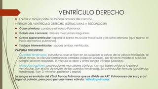 VENTRÍCULO DERECHO
 Forma la mayor parte de la cara anterior del corazón.
INTERIOR DEL VENTRÍCULO DERECHO (ESTRUCTURAS A RECONOCER)
 Cono arterioso: conduce al tronco Pulmonar.
 Trabéculas carnosas: relieves musculares irregulares
 Cresta supraventricular: separa la pared muscular trabecular y el cono arterioso (que marca el
inicio del tronco pulmonar).
 Tabique interventricular: separa ambos ventrículos.
VÁLVULA TRICUSPIDE:
- Cuerdas tendinosas: estructuras que se fijan en las cúspides o valvas de la válvula tricúspide, al
estar tensas, la válvula permanece cerrada (cúspides unidas), por lo tanto impide el paso de
sangre; al estar relajadas, la válvula se abre y entra sangre venosa (Diastole).
- Musculos papilares: proyecciones musculares cónicas, con sus bases unidas a la pared
ventricular. Son el sitio de origen de las cuerdas tendinosas. Su contracción tensa a las cuerdas
tendinosas. (son 3: Anterior, posterior y septal)
La sangre es enviada del VD al Tronco Pulmonar que se divide en ART. Pulmonares der e izq y así
llegar al pulmón, pero pasa por una nueva válvula: Válvula pulmonar.
 