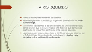 ATRIO IZQUIERDO
 Forma la mayor parte de la base del corazón
 Recibe sangre de los pulmones (ya oxigenada) por medio de las venas
pulmonares (4).
 Su interior es casi idéntica al del atrio derecho. La única diferencia es su
pared anterior, que es lisa y no rugosa. Esto debido a que los músculos
pectinados se encuentran confinados en la orejuela izquierda.
 La sangre rica en oxigeno es enviada al Ventrículo izquierdo pasando por
el Orificio Atrioventricular izquierdo, cubierto por la válvula o valva
bicúspide , mitral o atrioventricular izquierda.
 
