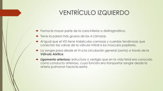 VENTRÍCULO IZQUIERDO
 Forma la mayor parte de la cara inferior o diafragmática.
 Tiene la pared más gruesa de las 4 cámaras
 Al igual que el VD tiene trabéculas carnosas y cuerdas tendinosas que
conectan las valvas de la válvula mitral a los músculos papilares.
 La sangre pasa desde el VI a la circulación general (aorta) a través de la
Válvula Aórtica
 Ligamento arterioso: estructura o vestigio que en la vida fetal era conocido
como conducto arterioso, cuya función era transportar sangre desde la
arteria pulmonar hacia la aorta.
 