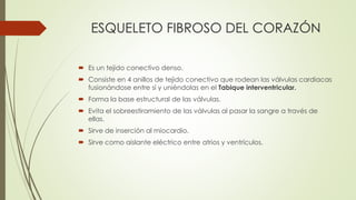 ESQUELETO FIBROSO DEL CORAZÓN
 Es un tejido conectivo denso.
 Consiste en 4 anillos de tejido conectivo que rodean las válvulas cardiacas
fusionándose entre sí y uniéndolas en el Tabique interventricular.
 Forma la base estructural de las válvulas.
 Evita el sobreestiramiento de las válvulas al pasar la sangre a través de
ellas.
 Sirve de inserción al miocardio.
 Sirve como aislante eléctrico entre atrios y ventrículos.
 