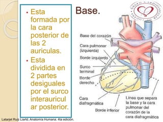 Base.• Esta
formada por
la cara
posterior de
las 2
auriculas.
• Esta
dividida en
2 partes
desiguales
por el surco
interauricul
ar posterior.
Latarjet Ruiz Liartd. Anatomía Humana. 4ta edición.
 