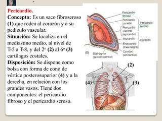Pericardio.
Concepto: Es un saco fibroseroso
(1) que rodea al corazón y a su
pedículo vascular.
Situación: Se localiza en el
mediastino medio, al nivel de
T-5 a T-8, y del 2o (2) al 6o (3)
cartílagos costales.
Disposición: Se dispone como
bolsa con forma de cono de
vértice posterosuperior (4) y a la
derecha, en relación con los
grandes vasos. Tiene dos
componentes: el pericardio
fibroso y el pericardio seroso.
3
(1)
(2)
(3)(4)
”
 