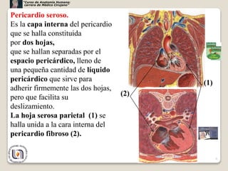 Pericardio seroso.
Es la capa interna del pericardio
que se halla constituida
por dos hojas,
que se hallan separadas por el
espacio pericárdico, lleno de
una pequeña cantidad de líquido
pericárdico que sirve para
adherir firmemente las dos hojas,
pero que facilita su
deslizamiento.
La hoja serosa parietal (1) se
halla unida a la cara interna del
pericardio fibroso (2).
6
(1)
(2)
“Curso de Anatomía Humana:
carrera de Médico Cirujano”
 