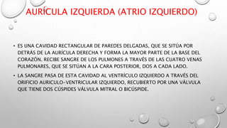 AURÍCULA IZQUIERDA (ATRIO IZQUIERDO)
• ES UNA CAVIDAD RECTANGULAR DE PAREDES DELGADAS, QUE SE SITÚA POR
DETRÁS DE LA AURÍCULA DERECHA Y FORMA LA MAYOR PARTE DE LA BASE DEL
CORAZÓN. RECIBE SANGRE DE LOS PULMONES A TRAVÉS DE LAS CUATRO VENAS
PULMONARES, QUE SE SITÚAN A LA CARA POSTERIOR, DOS A CADA LADO.
• LA SANGRE PASA DE ESTA CAVIDAD AL VENTRÍCULO IZQUIERDO A TRAVÉS DEL
ORIFICIO AURICULO-VENTRICULAR IZQUIERDO, RECUBIERTO POR UNA VÁLVULA
QUE TIENE DOS CÚSPIDES VÁLVULA MITRAL O BICÚSPIDE.
 