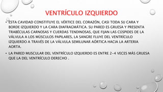 VENTRÍCULO IZQUIERDO
• ESTA CAVIDAD CONSTITUYE EL VÉRTICE DEL CORAZÓN, CASI TODA SU CARA Y
BORDE IZQUIERDO Y LA CARA DIAFRAGMÁTICA. SU PARED ES GRUESA Y PRESENTA
TRABÉCULAS CARNOSAS Y CUERDAS TENDINOSAS, QUE FIJAN LAS CÚSPIDES DE LA
VÁLVULA A LOS MÚSCULOS PAPILARES, LA SANGRE FLUYE DEL VENTRÍCULO
IZQUIERDO A TRAVÉS DE LA VÁLVULA SEMILUNAR AÓRTICA HACIA LA ARTERIA
AORTA.
• LA PARED MUSCULAR DEL VENTRÍCULO IZQUIERDO ES ENTRE 2-4 VECES MÁS GRUESA
QUE LA DEL VENTRÍCULO DERECHO .
 