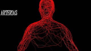 ARTERIAS
 