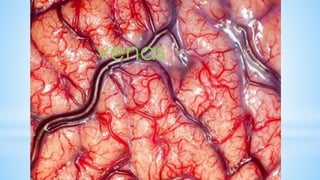 venas
 