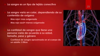  La sangre es un tipo de tejido conectivo
 La sangre varía en color, dependiendo de su
contenido de oxigeno
 Mas rojo= mas oxigenada
 Mas rojo-azul= menos oxigenada
 La cantidad de sangre que tiene una
persona varia de acuerdo a su edad,
tamaño, peso y género
 Cantidad de sangre aproximada en el cuerpo de
un adulto: 5 litros
29
 