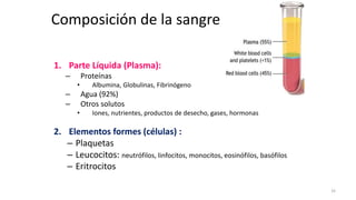 Composición de la sangre
1. Parte Líquida (Plasma):
– Proteínas
• Albumina, Globulinas, Fibrinógeno
– Agua (92%)
– Otros solutos
• Iones, nutrientes, productos de desecho, gases, hormonas
2. Elementos formes (células) :
– Plaquetas
– Leucocitos: neutrófilos, linfocitos, monocitos, eosinófilos, basófilos
– Eritrocitos
33
 