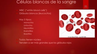 Células blancas de la sangre
 WBC (“white blood cells”)
 Glóbulos blancos (leucocitos)
 Hay 5 tipos:
1. Monocitos
2. Linfocitos
3. Neutrófilos
4. Eosinófilos
5. Basófilos
 Todos tienen núcleo
 Tienden a ser más grandes que los glóbulos rojos
35
 