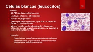 Células blancas (leucocitos)
3. Neutrófilos:
 55-70% de las células blancas
 Los leucocitos mas abundantes
 Núcleo multiglobado
 Tienen pequeños gránulos, que dan un aspecto
áspero a su citoplasma
 Migran rápidamente (diapédesis) al área de
infección donde fagocitan patógenos y ayudan a
remover células muertas
 Función:
 Fagocitosis de pequeños microorganismos patógenos
 Tienen lisosomas (organelos que contienen enzimas
digestivas que destruyen bacterias)
38
 