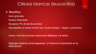 Células blancas (leucocitos)
5. Basófilos:
 tiene gránulos
 Núcleo bilobulado
 Escasos (1% de los leucocitos)
 Abundantes en áreas donde hay mucha sangre: hígado y pulmones
 Libera enzimas durante reacciones alérgicas y el asma
 Segrega heparina (anticoagulante) e histamina (importante en la
inflamación)
40
 